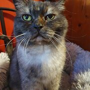 Home Owner wanting sitter in HOPPERS CROSSING, Victoria