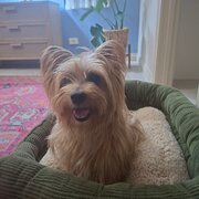 Home Owner wanting sitter in , South Australia