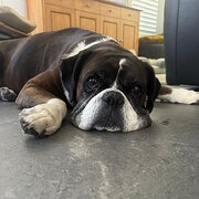 Home Owner wanting sitter in Perth, Western Australia