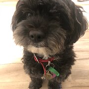 Home Owner wanting sitter in Mandurah, Western Australia