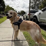 Home Owner wanting sitter in Brisbane , Queensland