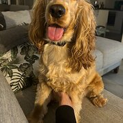 Home Owner wanting sitter in Perth, Western Australia