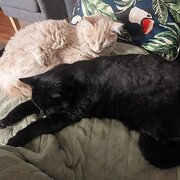 Home Owner wanting sitter in Castlemaine, Victoria