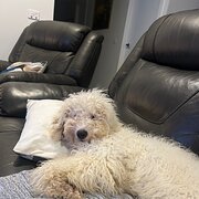 Home Owner wanting sitter in Melbourne , Victoria