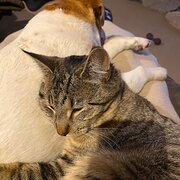 Home Owner wanting sitter in , Victoria
