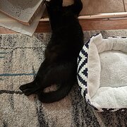 Home Owner wanting sitter in Brisbane , Queensland
