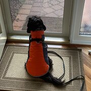 Home Owner wanting sitter in Perth, Western Australia