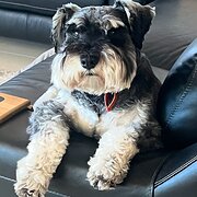 Home Owner wanting sitter in Perth, Western Australia