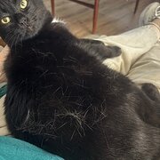 Home Owner wanting sitter in Lake Macquarie , New South Wales