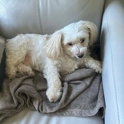 Home Owner wanting sitter in , Victoria