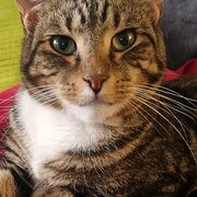 Home Owner wanting sitter in Melbourne, Victoria