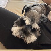 Home Owner wanting sitter in Melbourne, Victoria