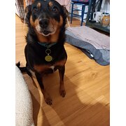Home Owner wanting sitter in Gosford, New South Wales