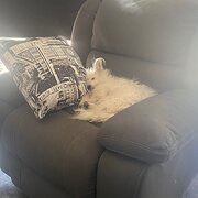 Home Owner wanting sitter in Brisbane, Queensland
