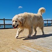 Home Owner wanting sitter in Melbourne, Victoria