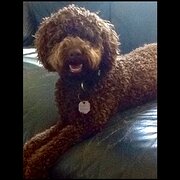 Home Owner wanting sitter in Mount Louisa, Queensland