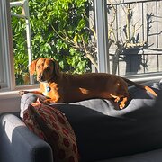 Home Owner wanting sitter in Melbourne, Victoria