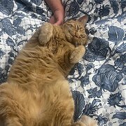 Home Owner wanting sitter in , Western Australia
