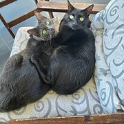 Home Owner wanting sitter in Melbourne, Victoria