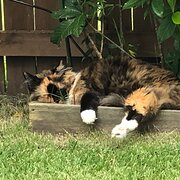 Home Owner wanting sitter in caloundra, Queensland