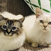 Home Owner wanting sitter in Melbourne, Victoria