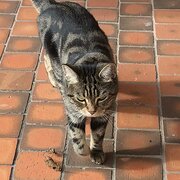 Home Owner wanting sitter in Brisbane, Queensland