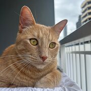 Home Owner wanting sitter in Brisbane, Queensland