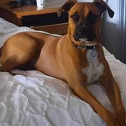 Home Owner wanting sitter in Perth, Western Australia