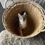 Home Owner wanting sitter in , New South Wales