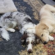 Home Owner wanting sitter in Melbourne, Victoria