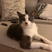 Home Owner wanting sitter in Brisbane, Queensland