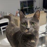 Home Owner wanting sitter in , Queensland