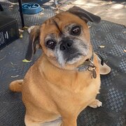 Home Owner wanting sitter in Perth , Western Australia