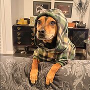 Home Owner wanting sitter in Maitland, Newcastle, New South Wales