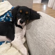 Home Owner wanting sitter in , Western Australia