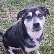 Home Owner wanting sitter in , South Australia