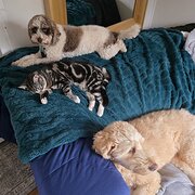 Home Owner wanting sitter in , New South Wales