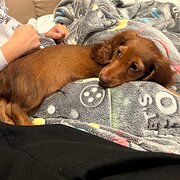Home Owner wanting sitter in Perth, Western Australia
