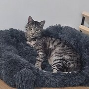 Home Owner wanting sitter in Melbourne, Victoria