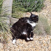 Home Owner wanting sitter in Adelaide , South Australia