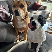 Home Owner wanting sitter in , Victoria