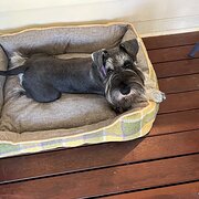 Home Owner wanting sitter in Shepparton, Victoria