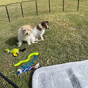 Home Owner wanting sitter in Maroochydore, Queensland
