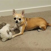 Home Owner wanting sitter in Maroochydore, Queensland