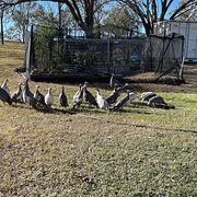 Home Owner wanting sitter in Toowoomba, Queensland