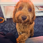 Home Owner wanting sitter in Brisbane, Queensland