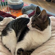 Home Owner wanting sitter in Rockingham, Western Australia