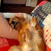 Home Owner wanting sitter in Brisbane, Queensland