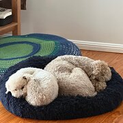 Home Owner wanting sitter in Woden, Australian Capital Territory
