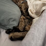 Home Owner wanting sitter in , Victoria